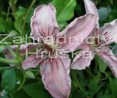 plamének - Clematis 'Pink Fantasy'