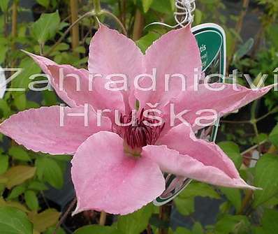 plamének - Clematis 'Pink Fantasy'