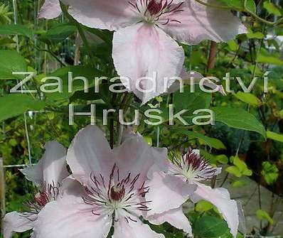 plamének - Clematis 'Pink Fantasy'