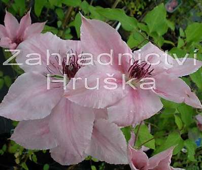 plamének - Clematis 'Pink Fantasy'