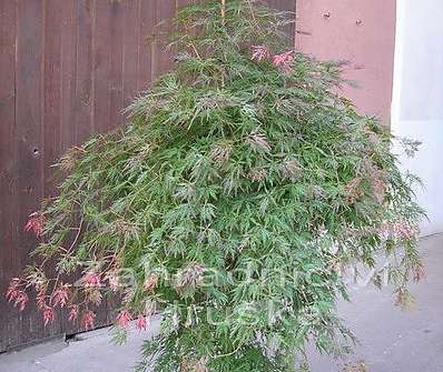 javor - Acer palmatum 'Orangeola'