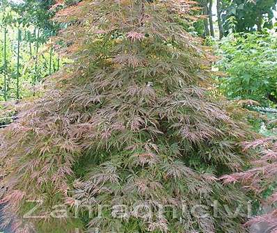 javor - Acer palmatum 'Orangeola'