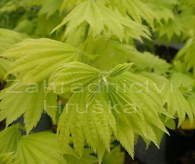 javor - Acer shirasawanum 'Aureum'