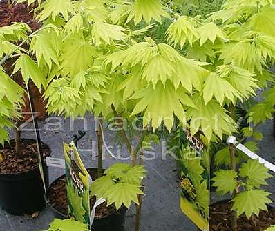 javor - Acer shirasawanum 'Aureum'