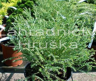 zerav - Thuja occ. 'Mr. Bowling Ball'