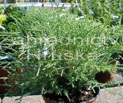 zerav - Thuja occ. 'Mr. Bowling Ball'