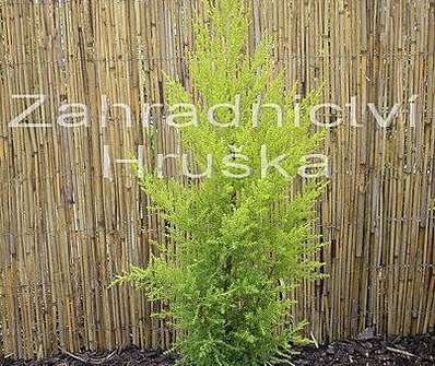Cupressus macrocarpa 'Gold Crest'