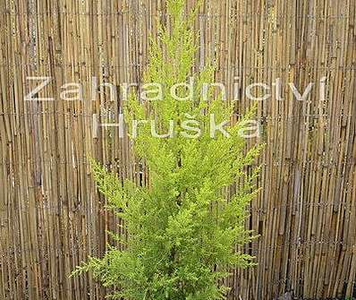 Cupressus macrocarpa 'Gold Crest'