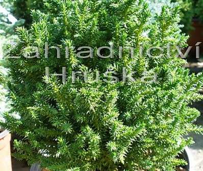 Cryptomeria japonica 'Vilmoriniana'
