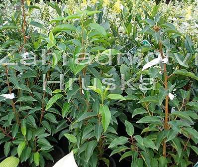 bobkovišeň - Prunus lusitanica 'Angustifolia'