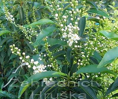 bobkovišeň - Prunus lusitanica 'Angustifolia'