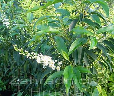 bobkovišeň - Prunus lusitanica 'Angustifolia'
