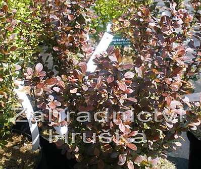 dřišťál - Berberis thunbergii 'Rosy Rocket'