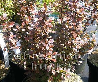 dřišťál - Berberis thunbergii 'Rosy Rocket'
