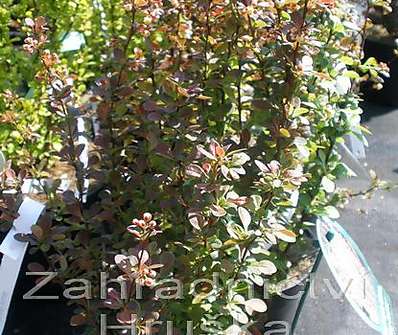 dřišťál - Berberis thunbergii 'Rosy Rocket'