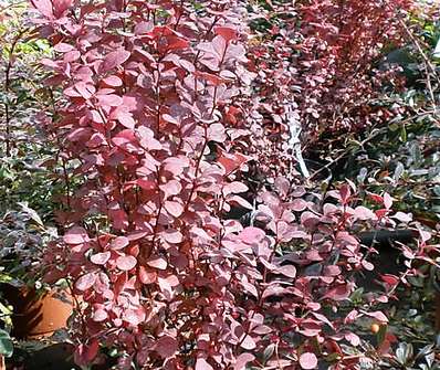 dřišťál - Berberis thunbergii 'Orange Rocket'