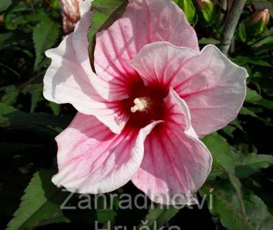 ibišek - Hibiscus moscheutos v sortách