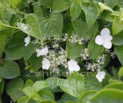hortenzie - Hydrangea petiolaris