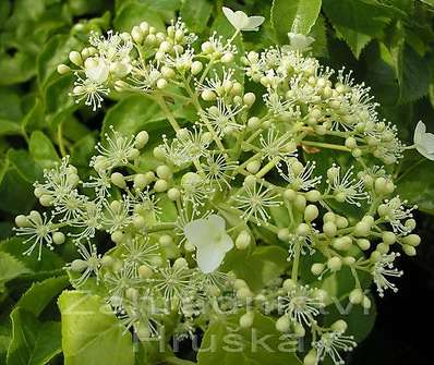 hortenzie - Hydrangea petiolaris