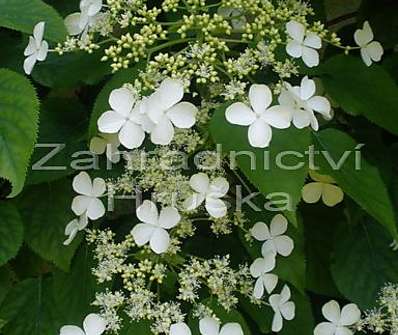 hortenzie - Hydrangea petiolaris