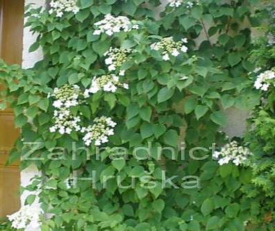 hortenzie - Hydrangea petiolaris