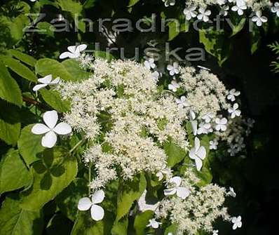 hortenzie - Hydrangea petiolaris