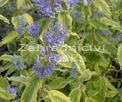 ořechoplodec - Caryopteris clandonensis 'Variegatus'