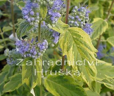 ořechoplodec - Caryopteris clandonensis 'Variegatus'