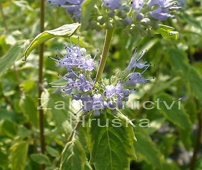ořechoplodec - Caryopteris clandonensis 'Variegatus'