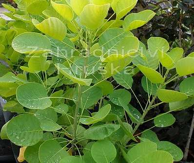 ruj - Cotinus coggygria 'Golden Spirit'
