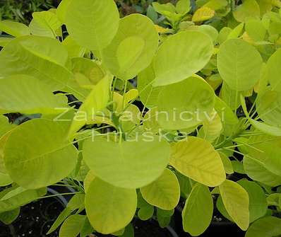 ruj - Cotinus coggygria 'Golden Spirit'