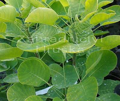 ruj - Cotinus coggygria 'Golden Spirit'
