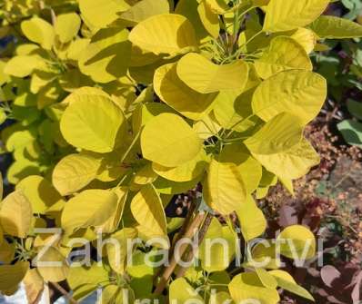 ruj - Cotinus coggygria 'Golden Spirit'