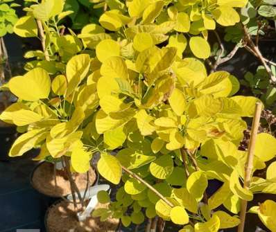 ruj - Cotinus coggygria 'Golden Spirit'