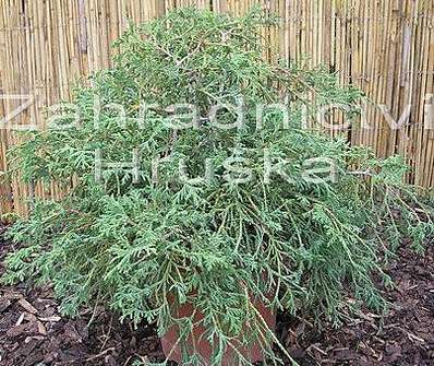 cypřišek - Chamaecyparis pisifera 'Filifera Nana'