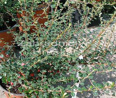 skalník - Cotoneaster dammeri 'Camillo de Schneederii'.