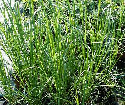 pampas - Cortaderia 'White Feather'