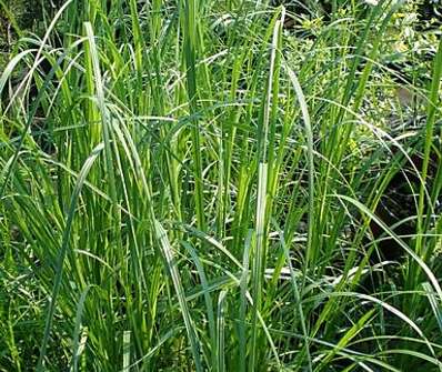 pampas - Cortaderia 'White Feather'