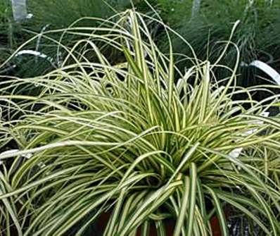 ostřice - Carex oshimensis 'Evergold'
