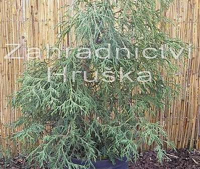 cypřišek - Chamaecyparis pisifera 'Filifera'