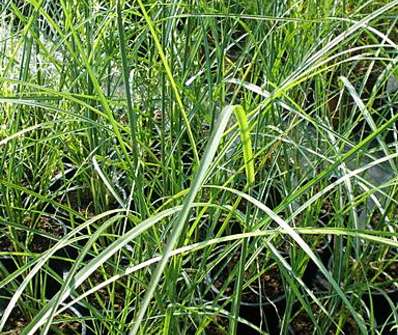 ozdobnice - Miscanthus sinensis 'Graziella'