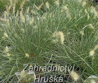 dochan - Pennisetum alopecuroides 'Little Honey'