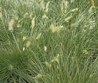 dochan - Pennisetum alopecuroides 'Little Honey'