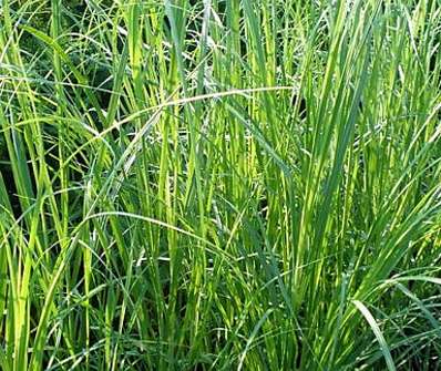 pampas - Cortaderia 'Pink Feather'
