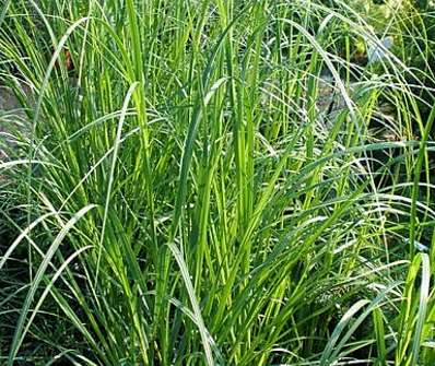 pampas - Cortaderia 'Pink Feather'