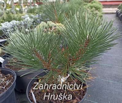 Borovice - Pinus nigra 'Hejduch'