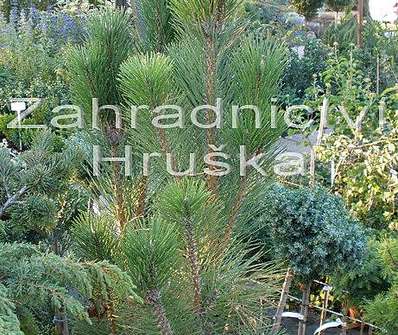 Borovice - Pinus leucodermis 'Pyramidalis'