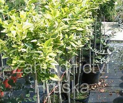 ptačí zob - Ligustrum ovalifolium KM