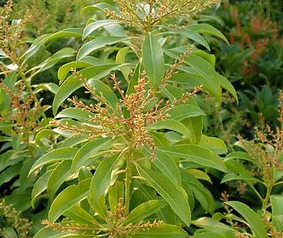 Pieris japonica 'Valley Rose'