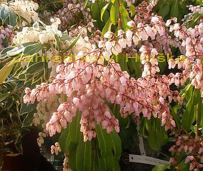 Pieris japonica 'Valley Rose'
